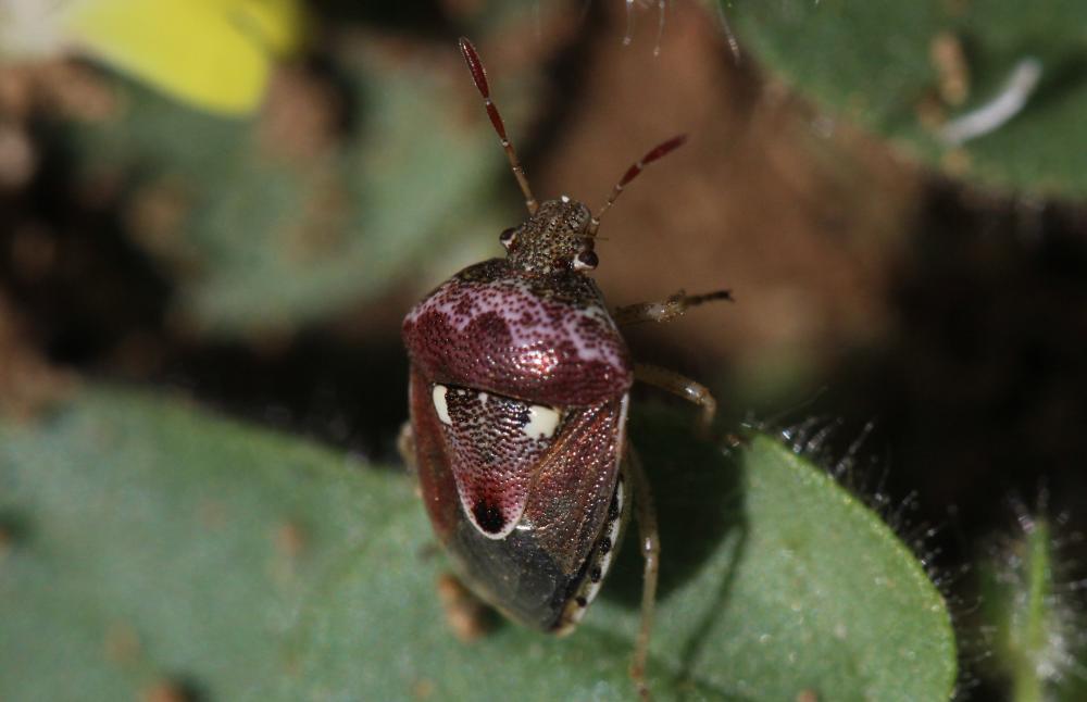  Stagonomus bipunctatus bipunctatus (Linnaeus, 1758)