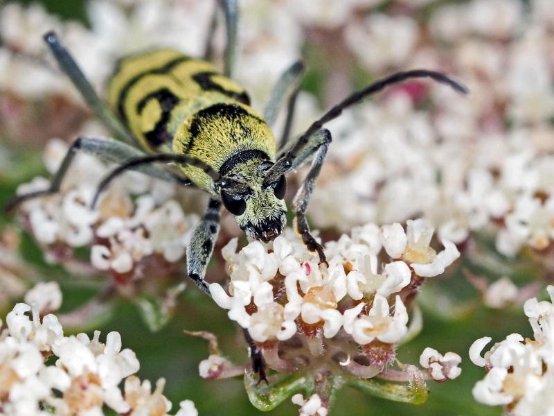 Clyte varié Chlorophorus varius (Müller, 1766)