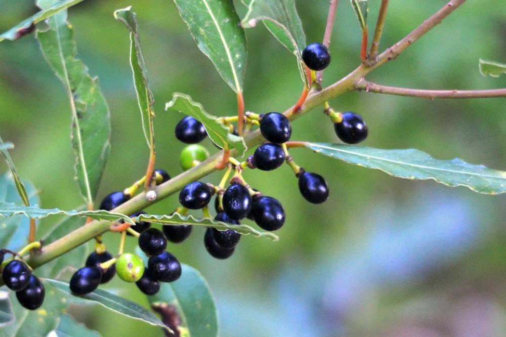 Laurier-sauce Laurus nobilis L., 1753