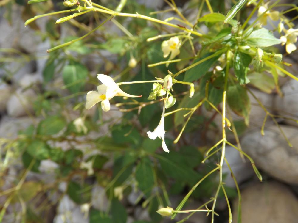 Balsamine à petites fleurs, Impatiente à petites f Impatiens parviflora DC., 1824