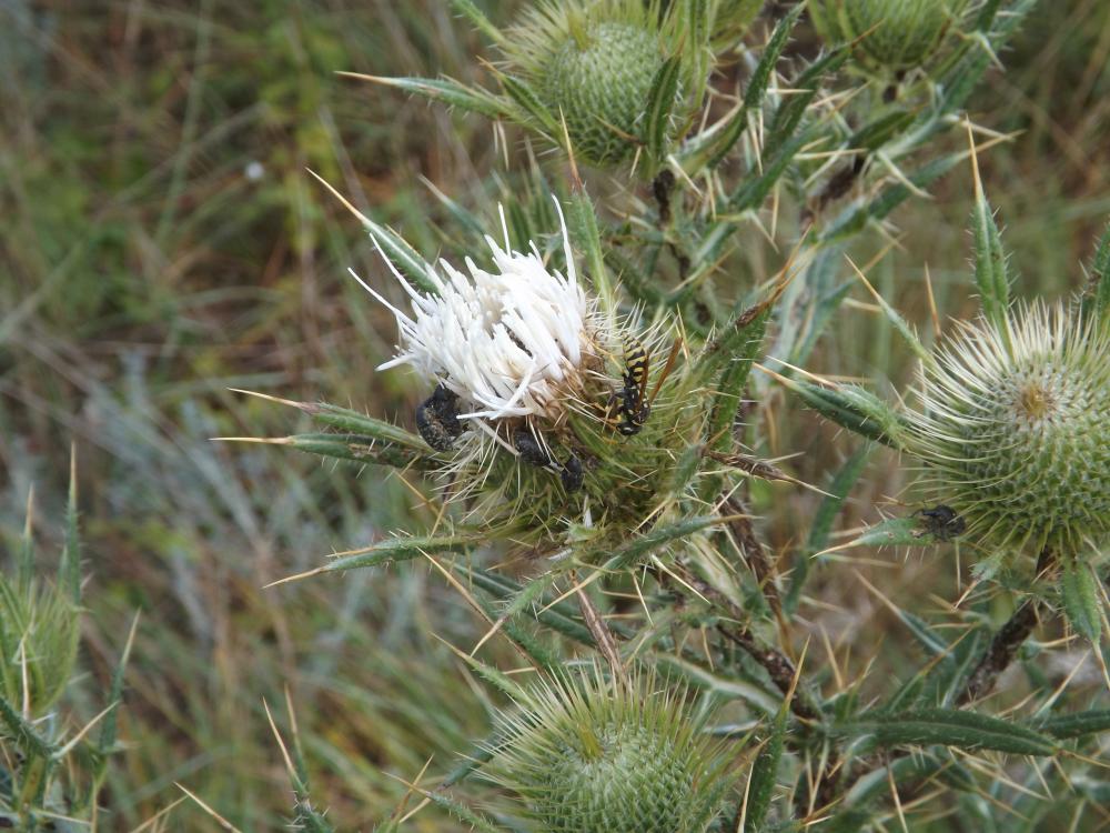 Cirse féroce Cirsium ferox (L.) DC., 1805