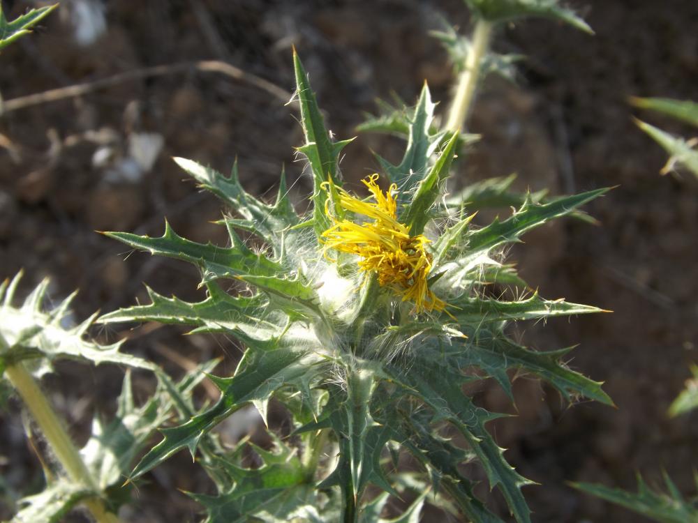 Centaurée laineuse, Faux Safran Carthamus lanatus L., 1753