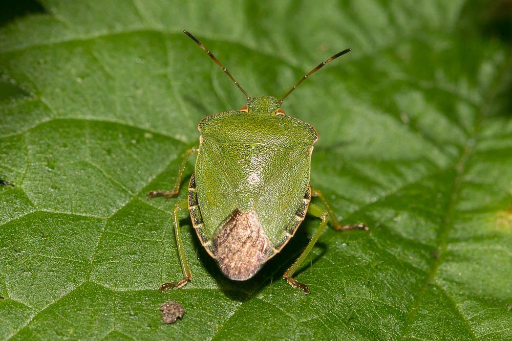 Punaise verte Palomena prasina (Linnaeus, 1760)