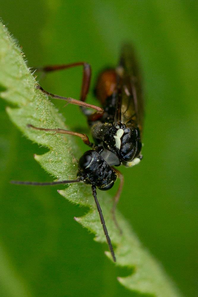  Aglaostigma aucupariae (Klug, 1817)