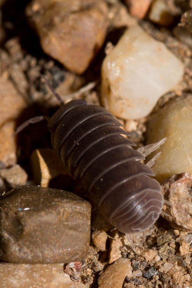 Armadillo officinalis Duméril, 1816