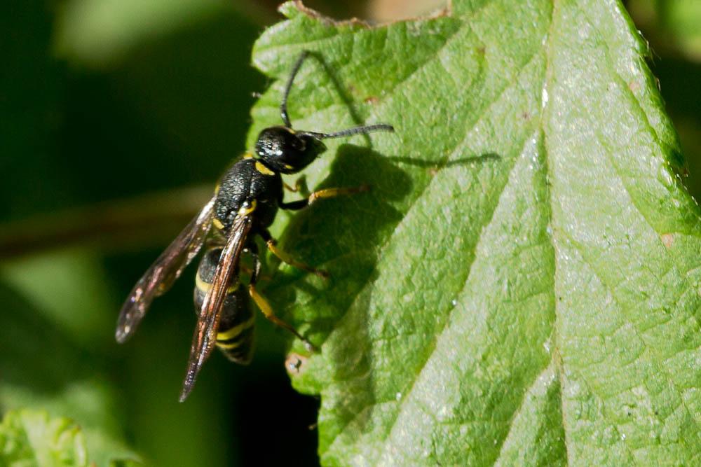  Allodynerus Blüthgen, 1938