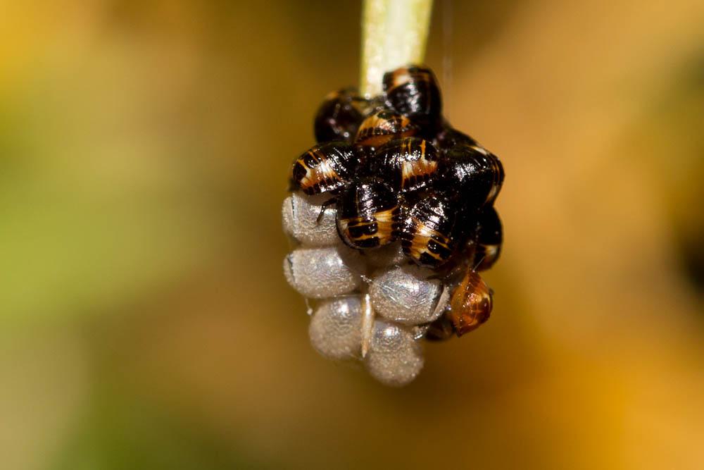 Holcostethus Fieber, 1861