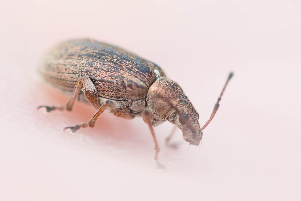  Phyllobius pyri (Linnaeus, 1758)