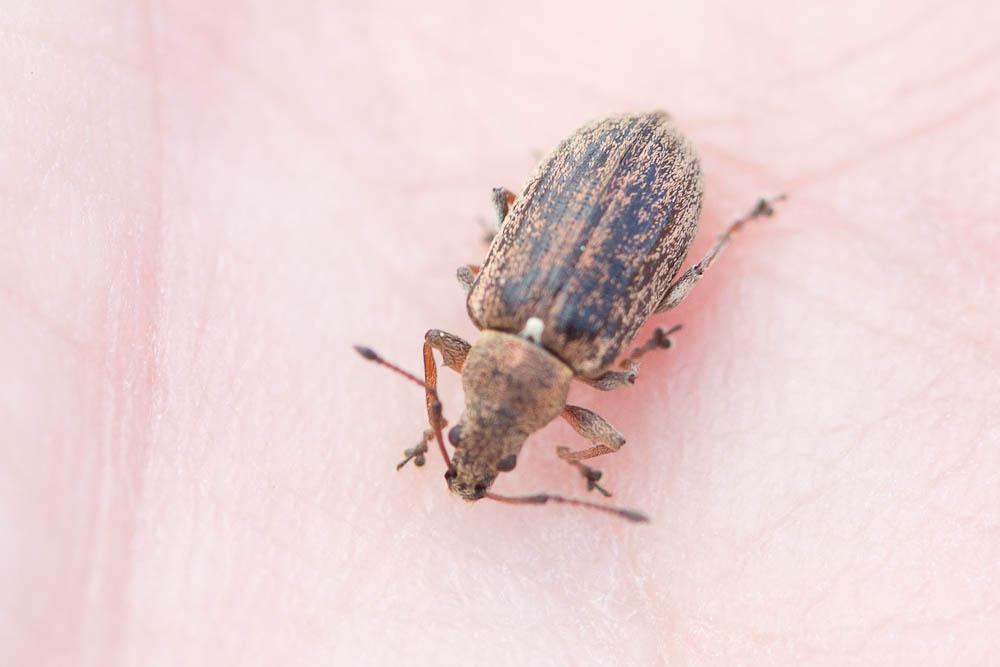  Phyllobius pyri (Linnaeus, 1758)