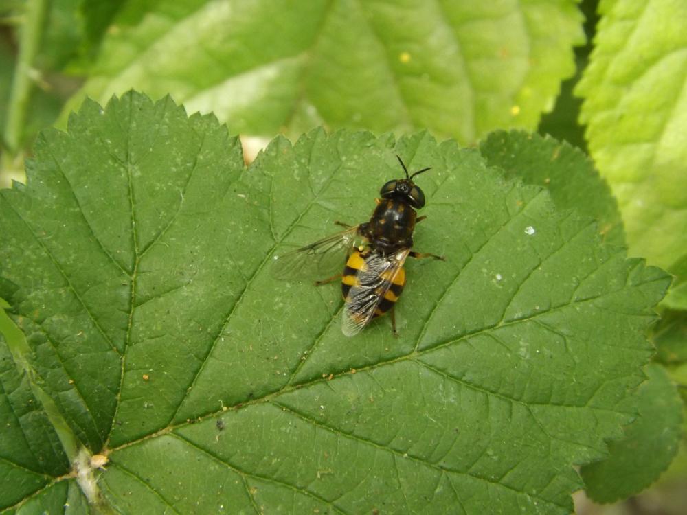  Odontomyia Meigen, 1803