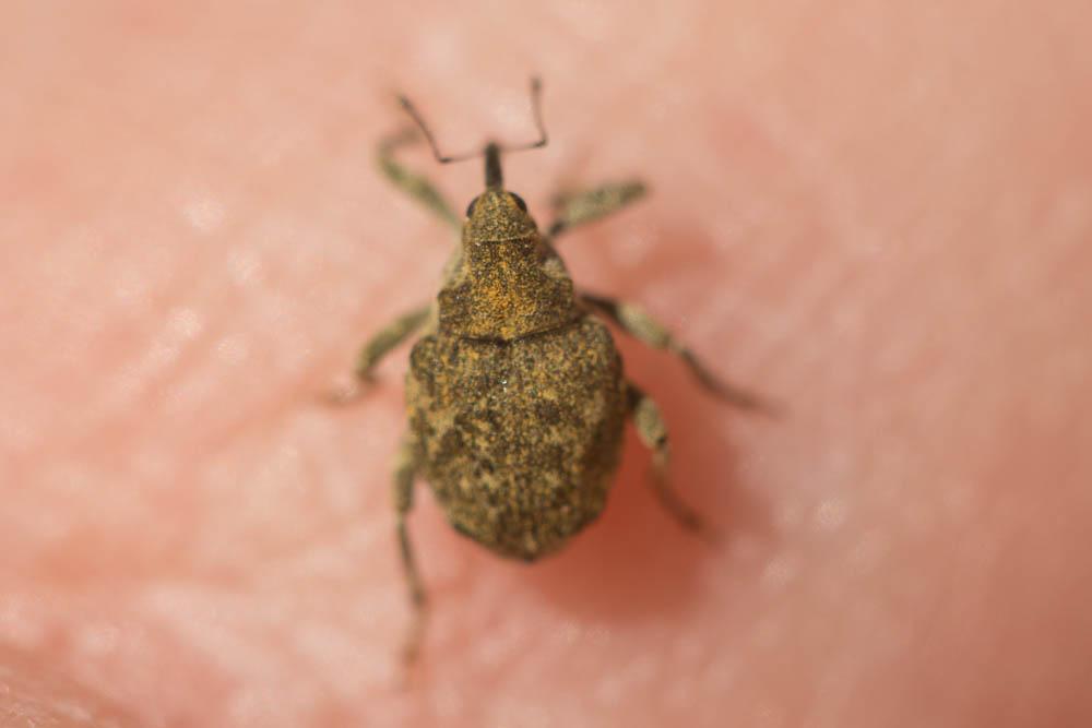  Parethelcus pollinarius (Forster, 1771)