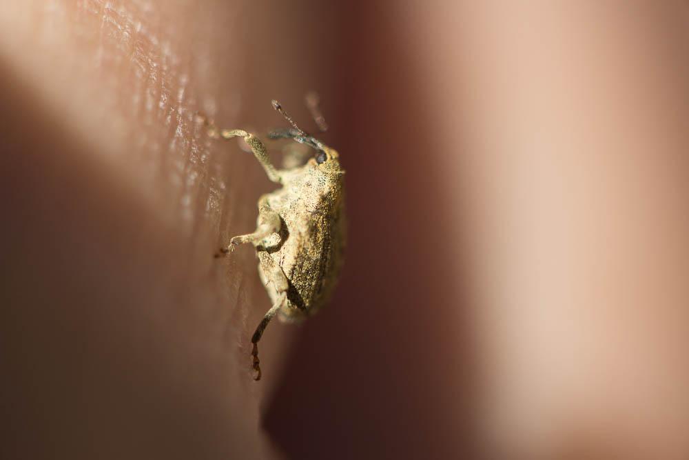 Parethelcus pollinarius (Forster, 1771)