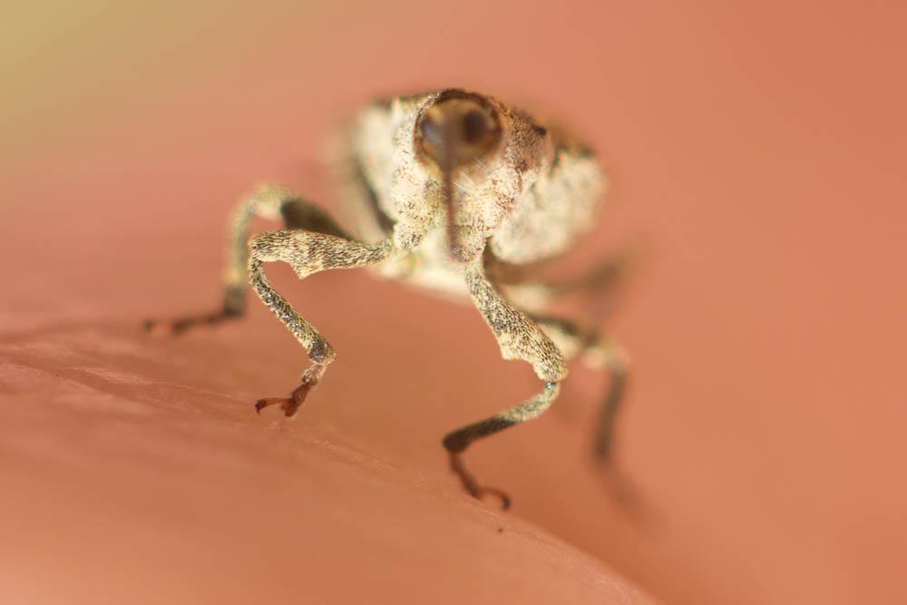  Parethelcus pollinarius (Forster, 1771)