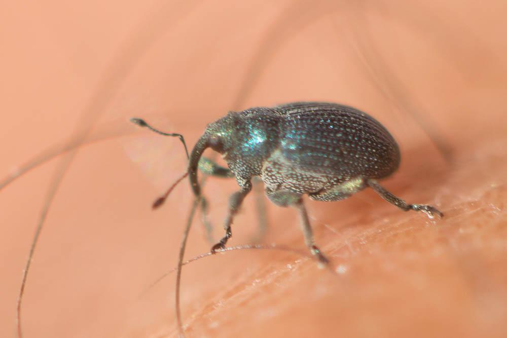  Ceutorhynchus chlorophanus Rouget, 1857