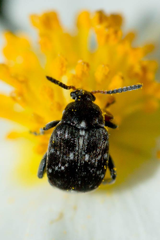 Bruchus Linnaeus, 1767