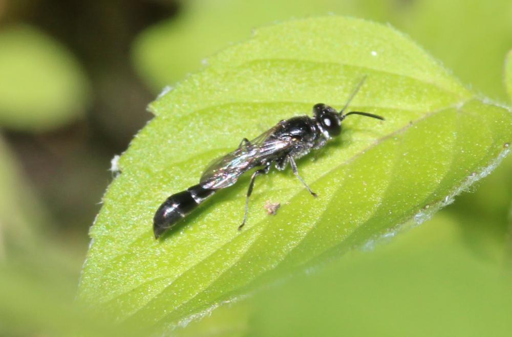 Trypoxylon Latreille, 1796