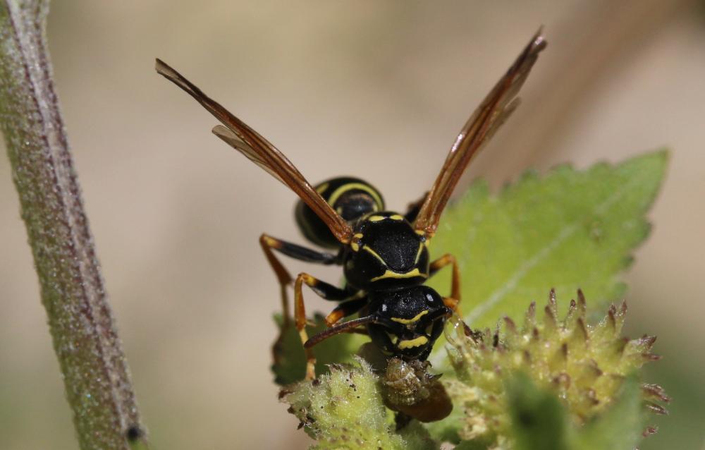 Polistes nimpha (Christ, 1791)