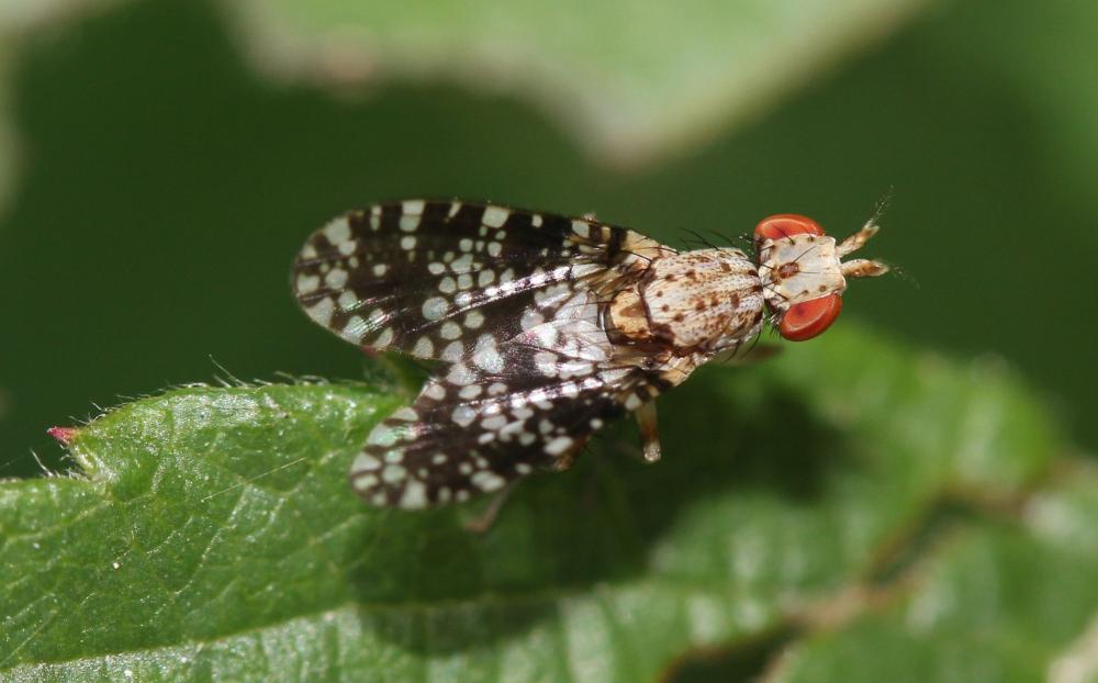  Trypetoptera punctulata (Scopoli, 1763)