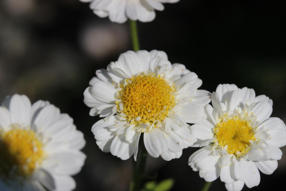 Grande camomille, Tanaisie Parthénium Tanacetum parthenium (L.) Sch.Bip., 1844