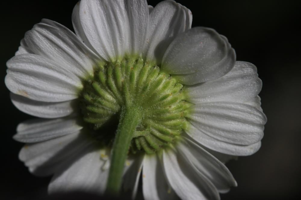 Grande camomille, Tanaisie Parthénium Tanacetum parthenium (L.) Sch.Bip., 1844