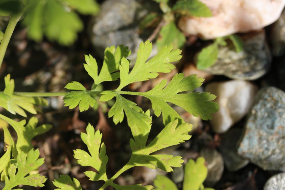 Grande camomille, Tanaisie Parthénium Tanacetum parthenium (L.) Sch.Bip., 1844