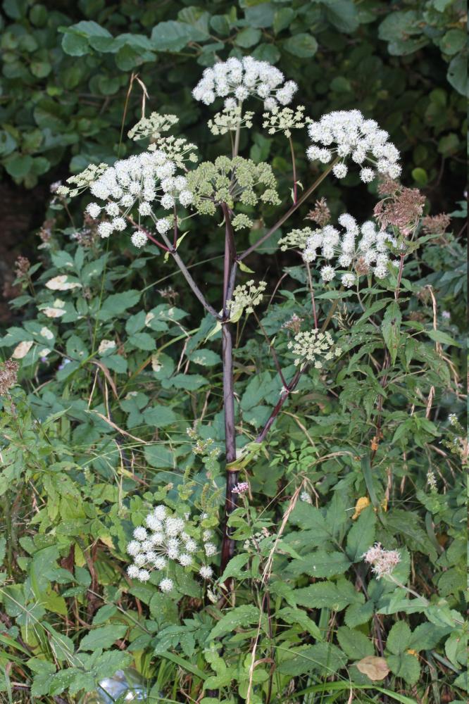 Angélique sauvage, Angélique sylvestre, Impératoir Angelica sylvestris L., 1753