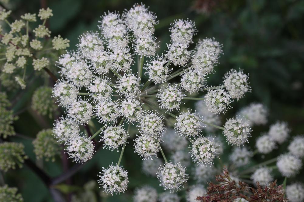 Angélique sauvage, Angélique sylvestre, Impératoir Angelica sylvestris L., 1753