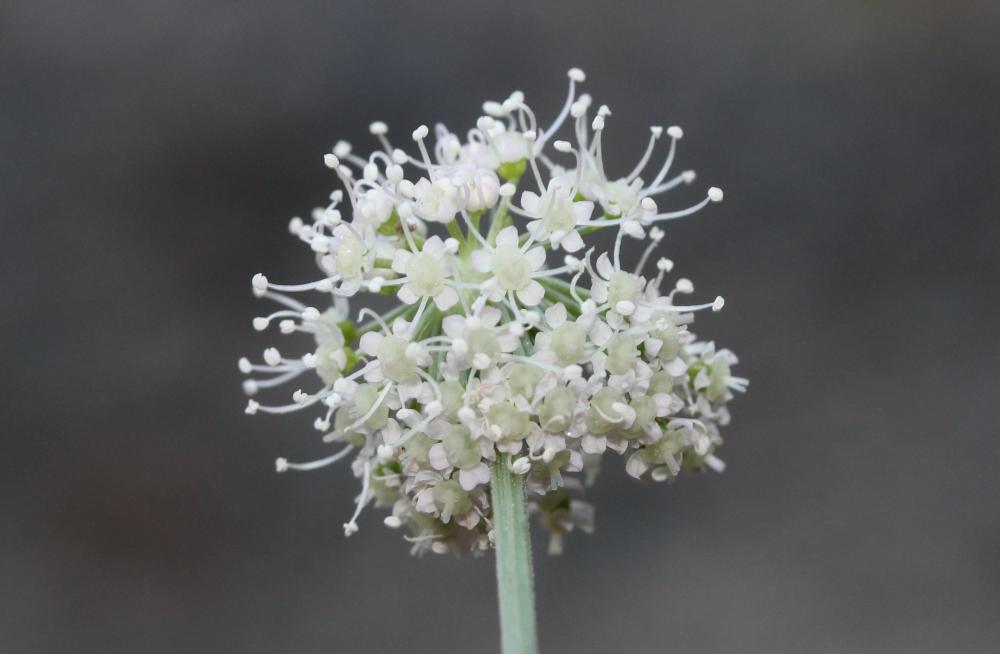 Angélique sauvage, Angélique sylvestre, Impératoir Angelica sylvestris L., 1753