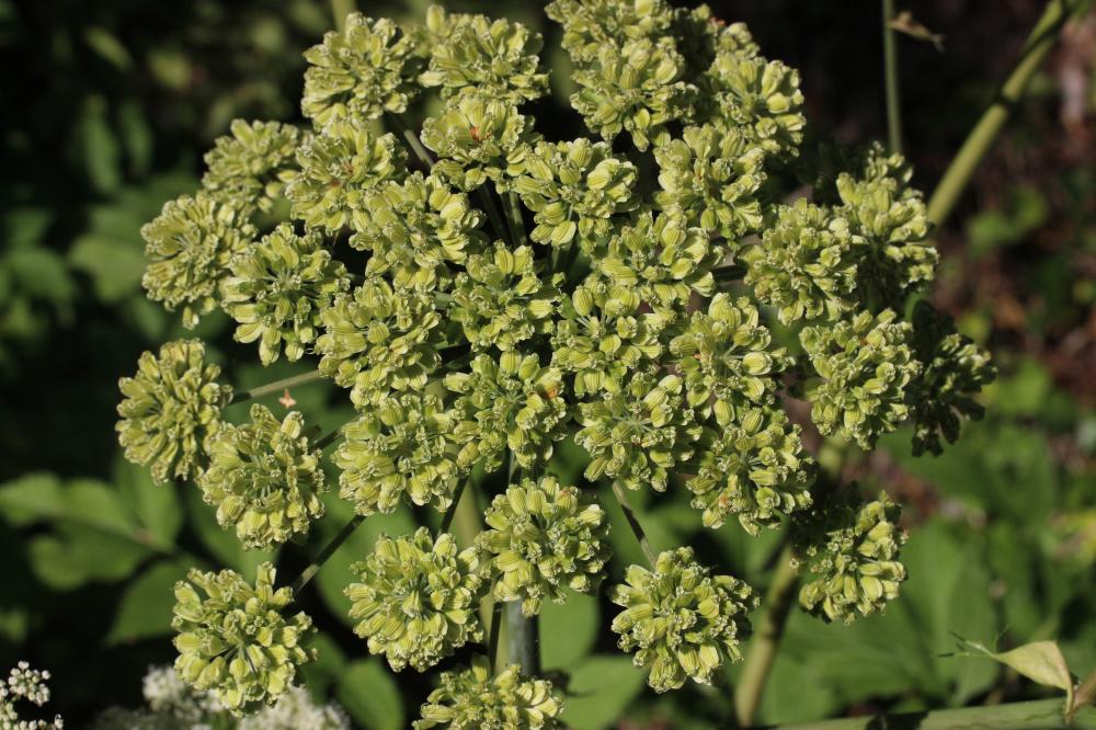 Angélique sauvage, Angélique sylvestre, Impératoir Angelica sylvestris L., 1753