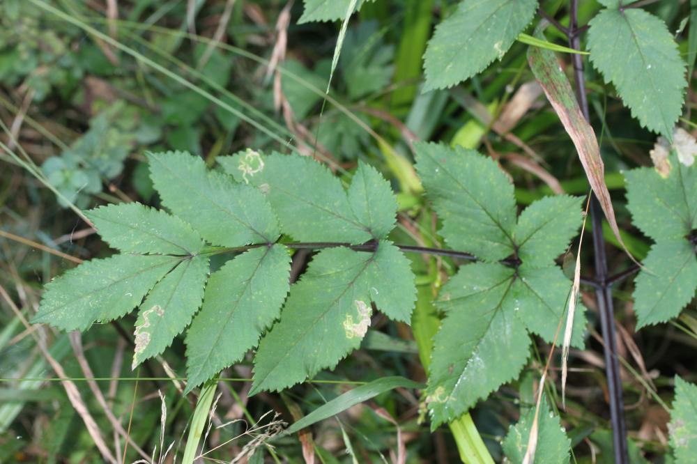 Angélique sauvage, Angélique sylvestre, Impératoir Angelica sylvestris L., 1753