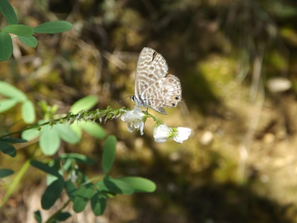 Azuré de la Luzerne (L'), Azuré de Lang (L'), Argu Leptotes pirithous (Linnaeus, 1767)
