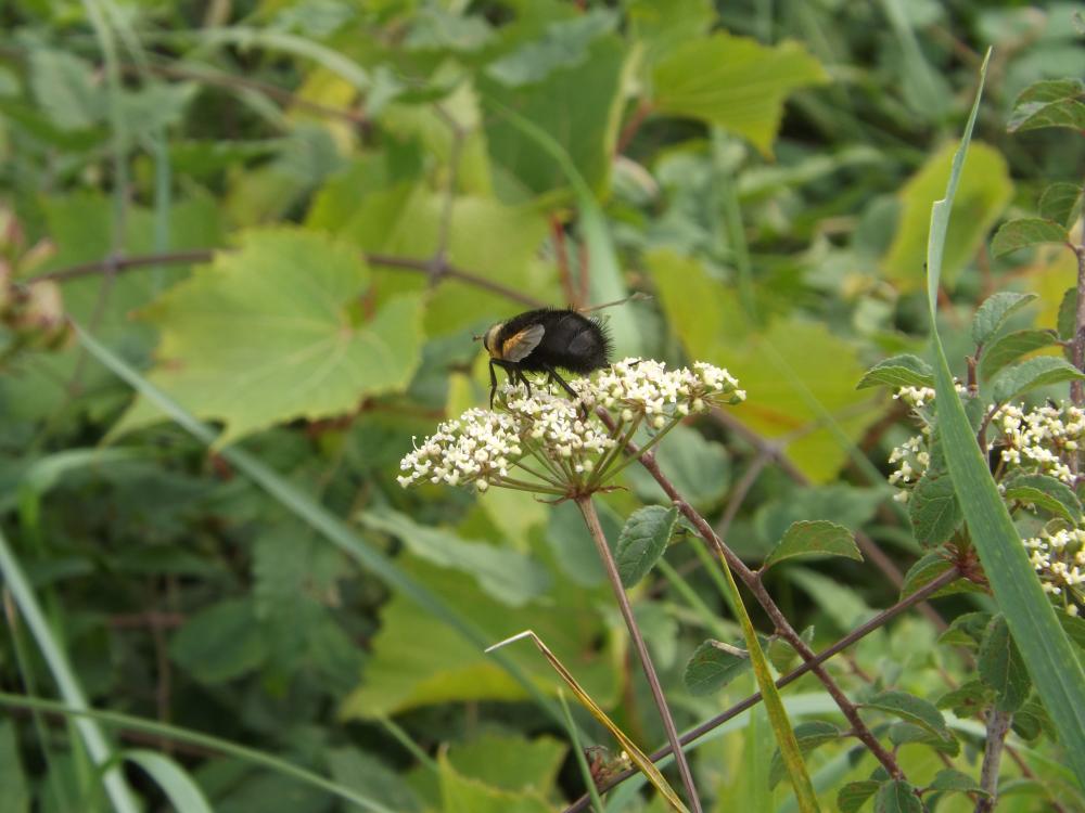 Tachina grossa (Linnaeus, 1758)