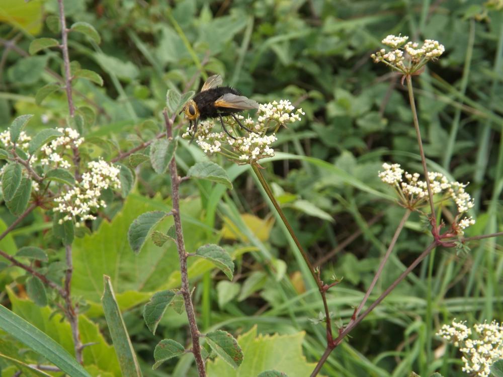 Tachina grossa (Linnaeus, 1758)