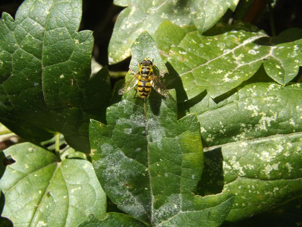  Myathropa florea (Linnaeus, 1758)