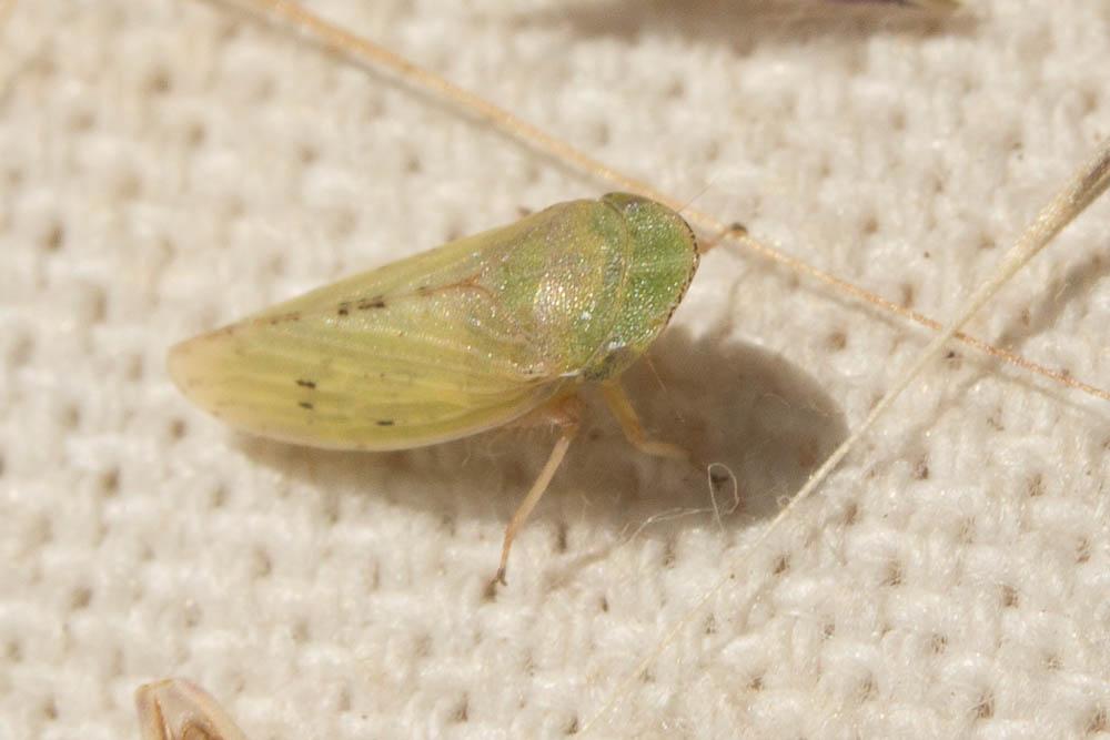  Aphrodes makarovi Zachvatkin, 1948
