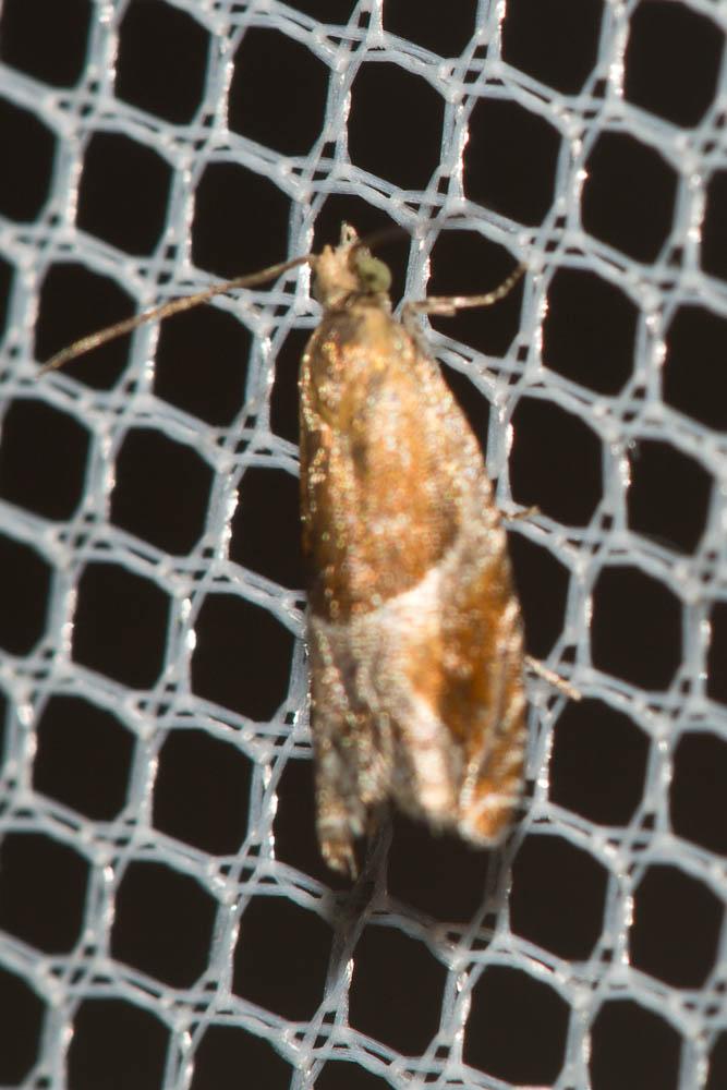  Ancylis obtusana (Haworth, 1811)