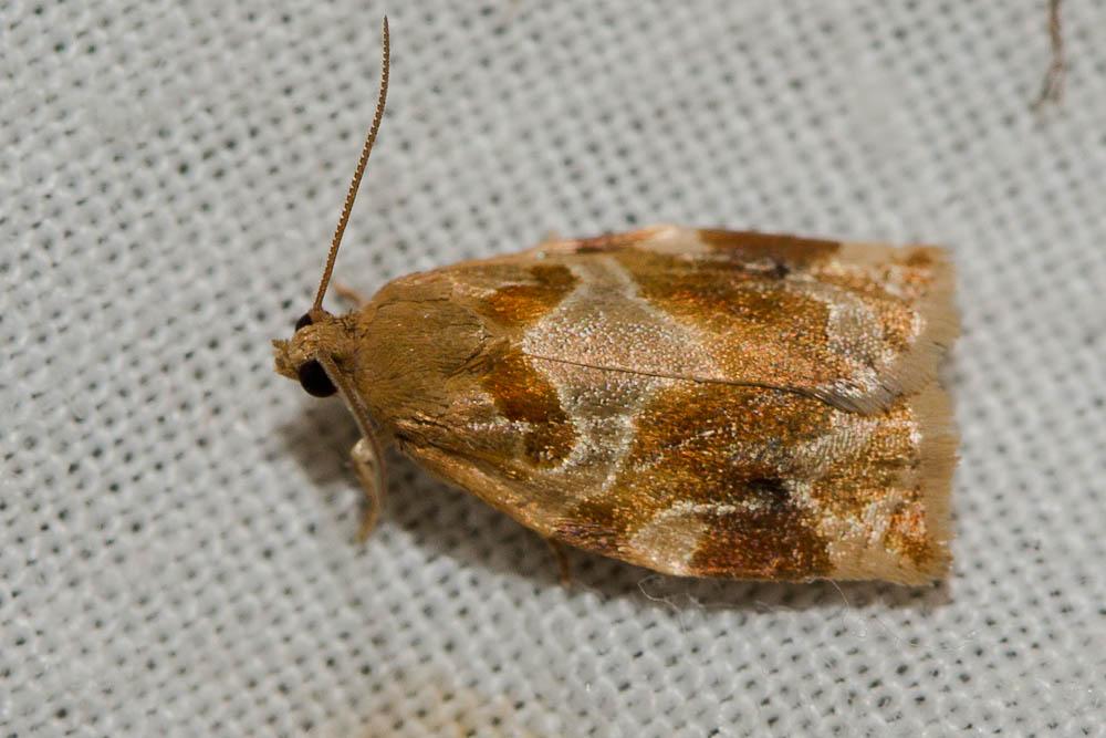 Archips xylosteana (Linnaeus, 1758)