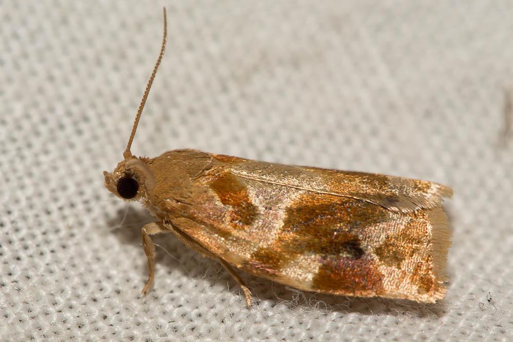  Archips xylosteana (Linnaeus, 1758)