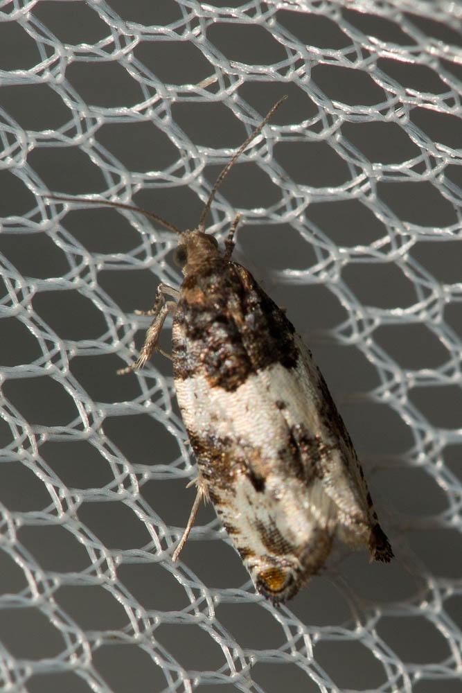 Gypsonoma dealbana (Frölich, 1828)