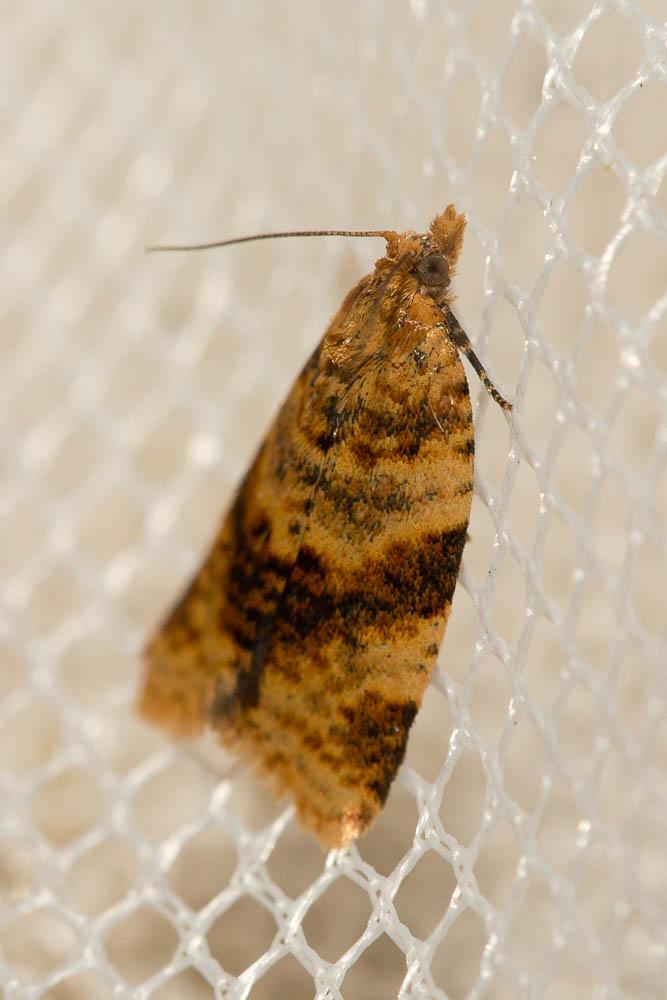  Epagoge grotiana (Fabricius, 1781)