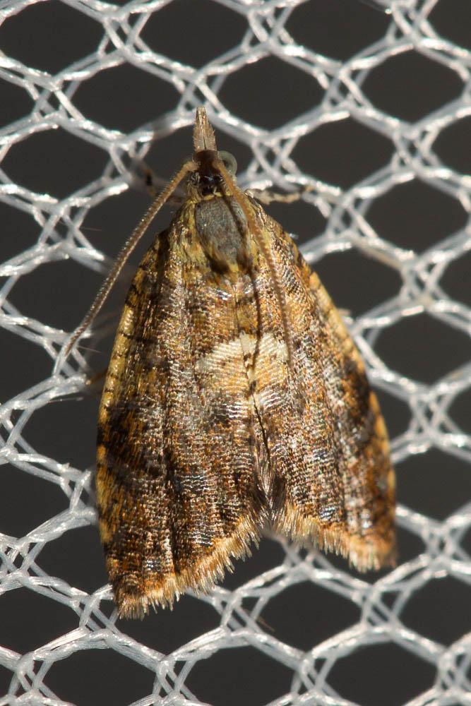  Pseudargyrotoza conwagana (Fabricius, 1775)