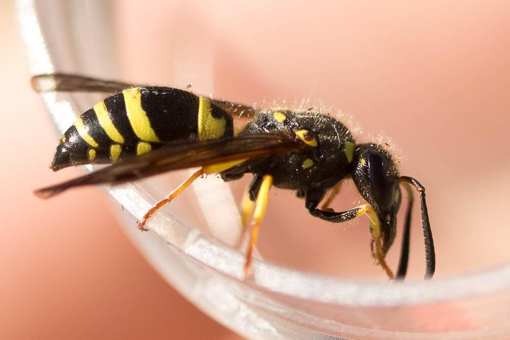 Guêpe maçonne Ancistrocerus parietinus (Linnaeus, 1760)