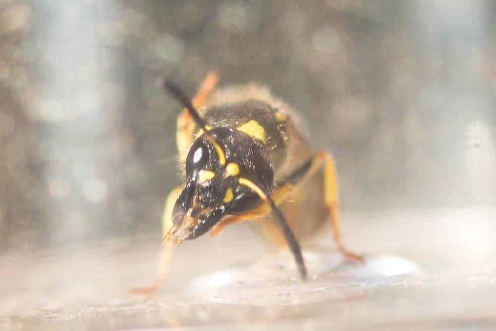 Guêpe maçonne Ancistrocerus parietinus (Linnaeus, 1760)
