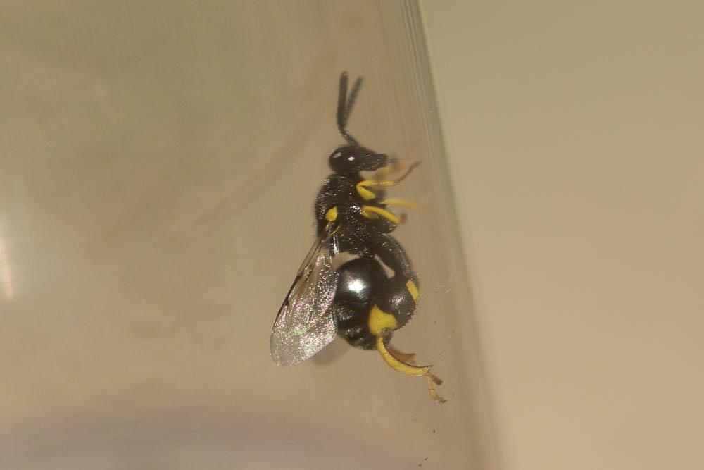 Brachymeria Westwood, 1829