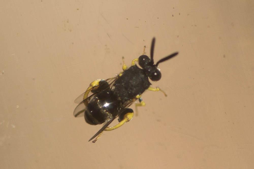 Brachymeria Westwood, 1829