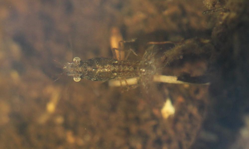 Écrevisse de Louisiane (L'), Écrevisse rouge de Lo Procambarus clarkii (Girard, 1852)
