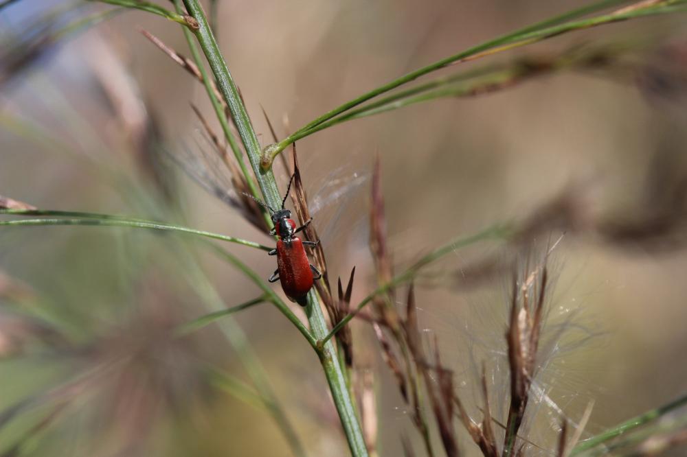 Malachie rousse Clanoptilus rufus (Olivier, 1790)