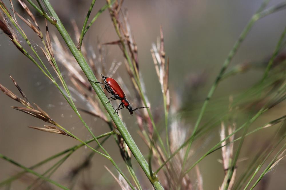 Malachie rousse Clanoptilus rufus (Olivier, 1790)