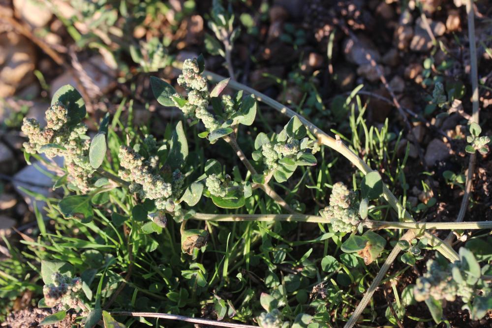 Le Chénopode fétide, Chénopode puant Chenopodium vulvaria L., 1753