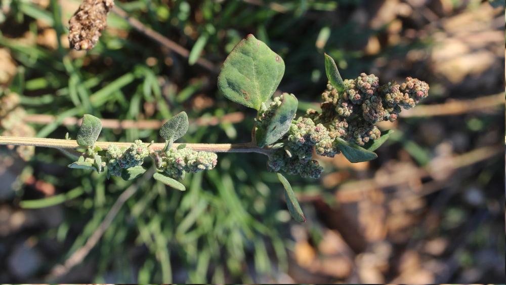 Chénopode fétide, Chénopode puant Chenopodium vulvaria L., 1753